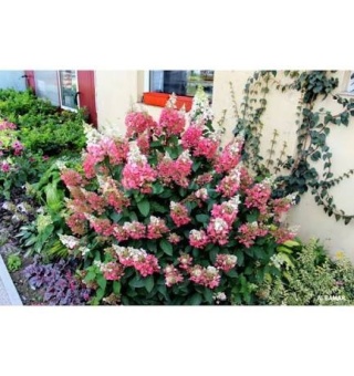 Hortensja Bukietowa Hydrangea paniculata Pinky Winky