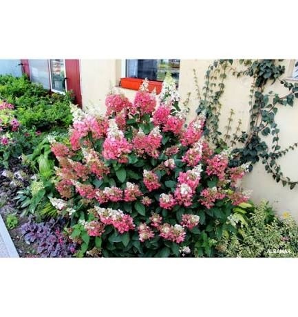 Hortensja Bukietowa Hydrangea paniculata Pinky Winky