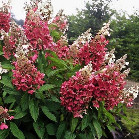 Hortensja Bukietowa Hydrangea paniculata Pinky Winky