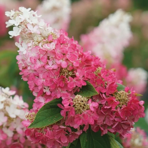Hortensja Bukietowa Hydrangea paniculata Pinky Winky