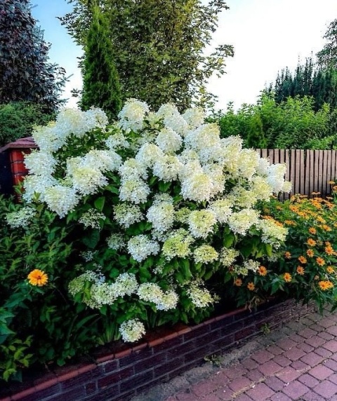 Hortensja Bukietowa Hydrangea paniculata Silver Dollar