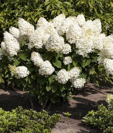 Hortensja Bukietowa Hydrangea paniculata Silver Dollar