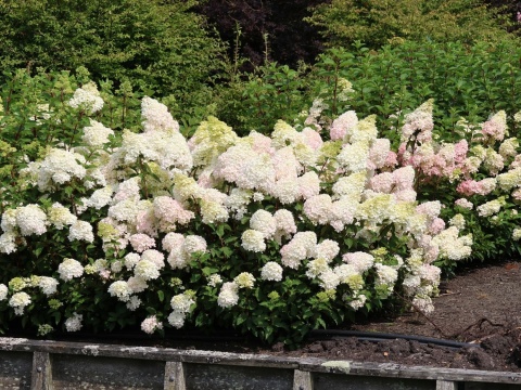 Hortensja Bukietowa Hydrangea paniculata Silver Dollar