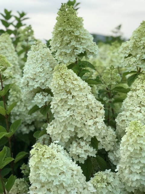 Hortensja Bukietowa Hydrangea paniculata Silver Dollar
