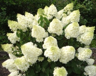 Hortensja Bukietowa Hydrangea paniculata Silver Dollar