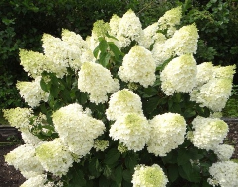 Hortensja Bukietowa Hydrangea paniculata Silver Dollar