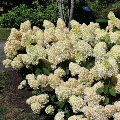 Hortensja Bukietowa Hydrangea paniculata Skyfall