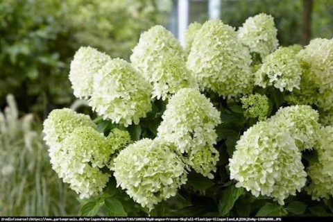 Hortensja Bukietowa Hydrangea paniculata Skyfall