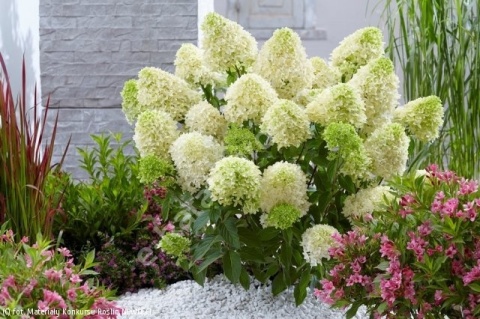 Hortensja Bukietowa Hydrangea paniculata Skyfall
