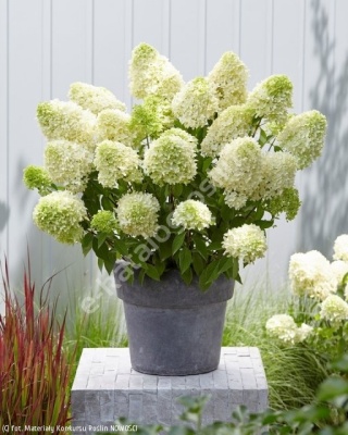 Hortensja Bukietowa Hydrangea paniculata Skyfall