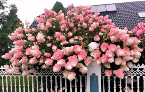 Hortensja Bukietowa Hydrangea paniculata Vanille Fraise