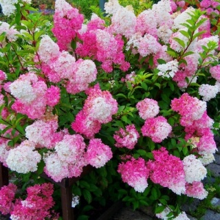 Hortensja Bukietowa Hydrangea paniculata Vanille Fraise