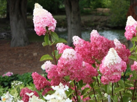 Hortensja Bukietowa Hydrangea paniculata Vanille Fraise