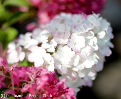 Hortensja Bukietowa Hydrangea paniculata Vanille Fraise
