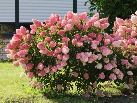 Hortensja Bukietowa Hydrangea paniculata Vanille Fraise