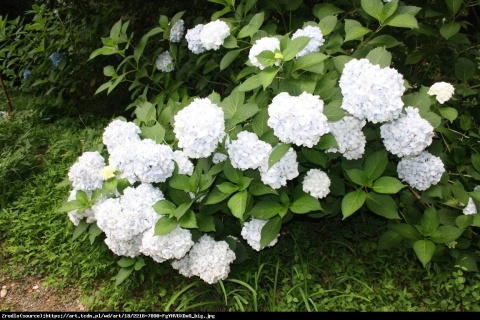Hortensja Ogrodowa BIAŁA – Hydrangea macrophylla