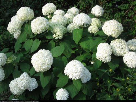 Hortensja Ogrodowa BIAŁA – Hydrangea macrophylla