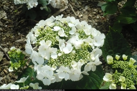 Hortensja Ogrodowa BIAŁA – Hydrangea macrophylla