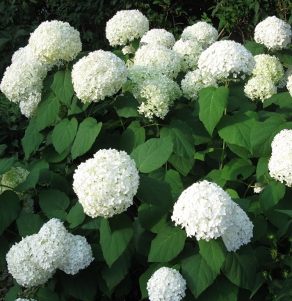 Hortensja Ogrodowa BIAŁA – Hydrangea macrophylla