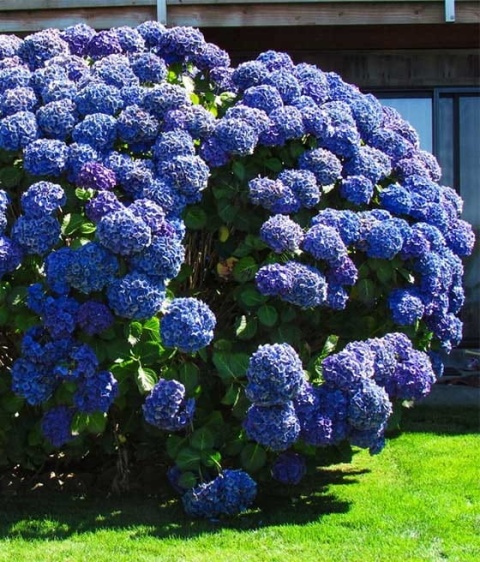Hortensja Ogrodowa NIEBIESKA – Hydrangea macrophylla
