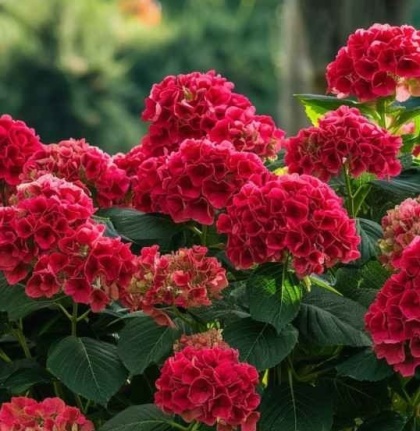 Hortensja Ogrodowa CZERWONA – Hydrangea macrophylla