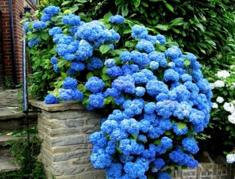 Hortensja Ogrodowa Hydrangea macrophylla zestaw 4 szt.