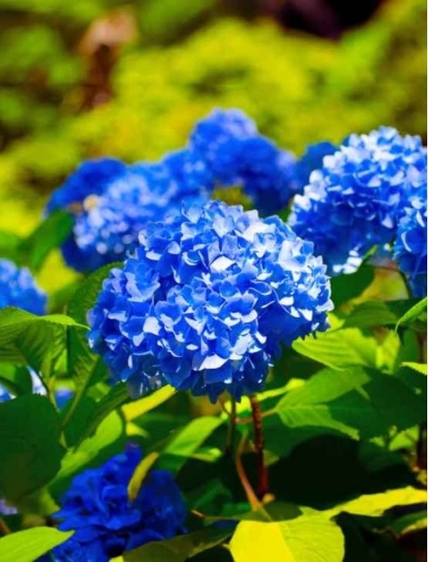 Hortensja Ogrodowa Hydrangea macrophylla zestaw 4 szt.
