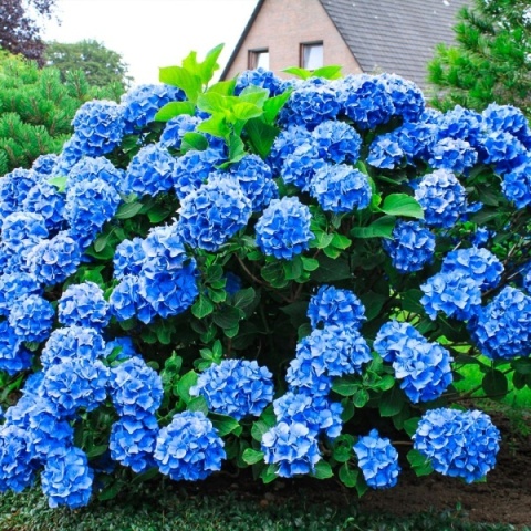 Hortensja Ogrodowa Hydrangea macrophylla zestaw 4 szt.