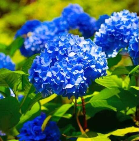 Hortensja Ogrodowa Hydrangea macrophylla zestaw 4 szt.
