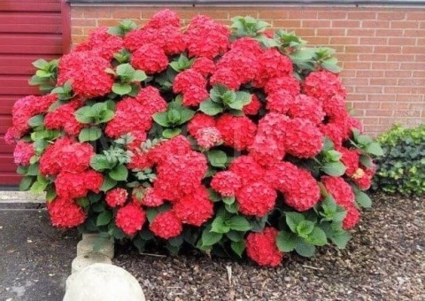 Hortensja Ogrodowa CZERWONA – Hydrangea macrophylla