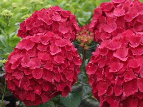 Hortensja Ogrodowa CZERWONA – Hydrangea macrophylla