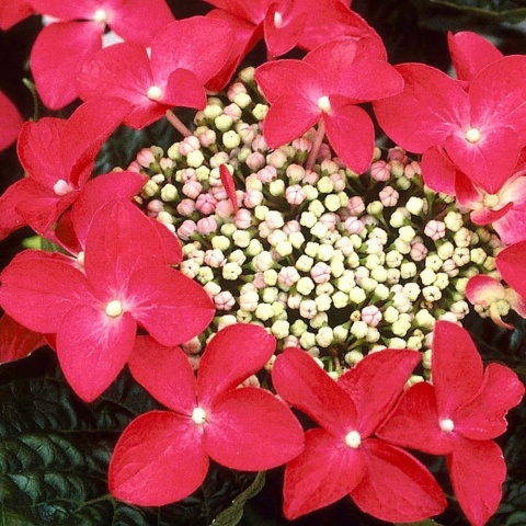 Hortensja Ogrodowa CZERWONA – Hydrangea macrophylla