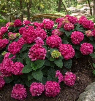 Hortensja Ogrodowa Hydrangea macrophylla zestaw 4 szt.