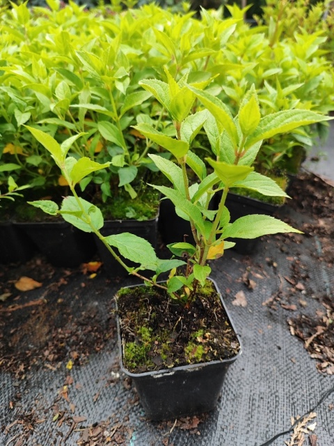 Hortensja Ogrodowa Hydrangea macrophylla zestaw 4 szt.