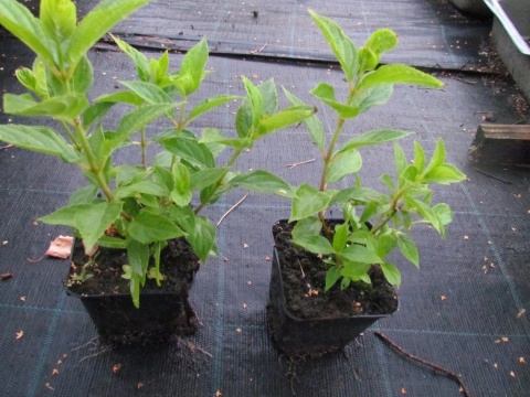 Hortensja Ogrodowa Hydrangea macrophylla zestaw 4 szt.