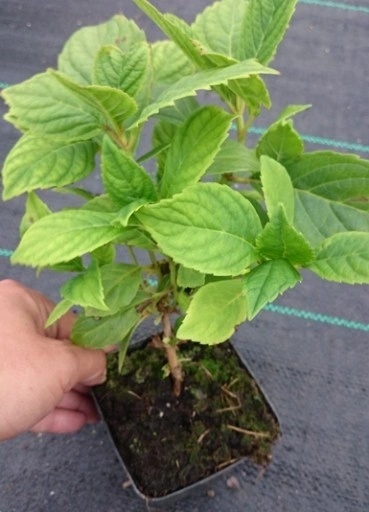 Hortensja Ogrodowa Hydrangea macrophylla zestaw 4 szt.