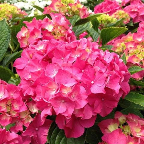 Hortensja Ogrodowa Hydrangea macrophylla zestaw 4 szt.