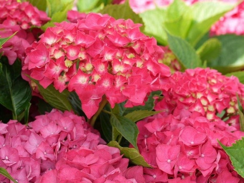 Hortensja Ogrodowa Hydrangea macrophylla zestaw 4 szt.