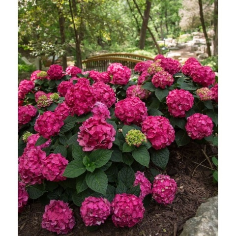 Hortensja Ogrodowa Hydrangea macrophylla zestaw 4 szt.