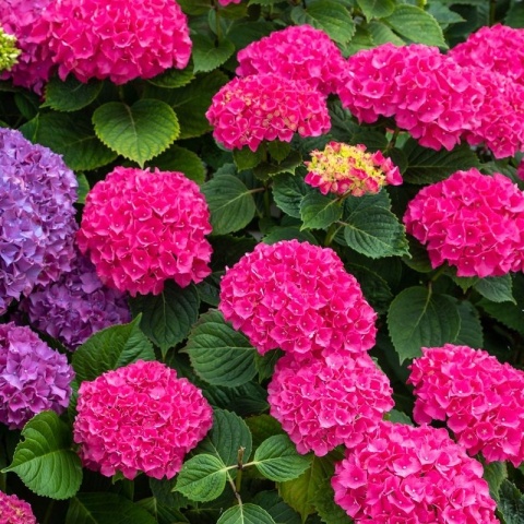 Hortensja Ogrodowa Hydrangea macrophylla zestaw 4 szt.