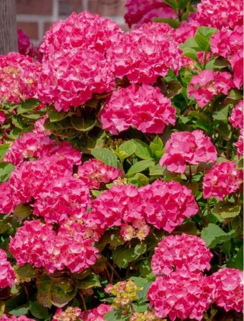Hortensja Ogrodowa Hydrangea macrophylla zestaw 4 szt.