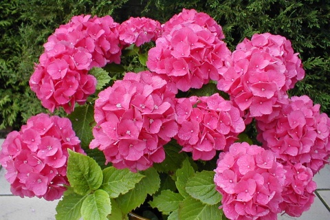 Hortensja Ogrodowa Hydrangea macrophylla zestaw 4 szt.