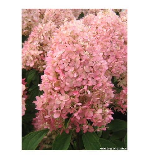 Hortensja Bukietowa Hydrangea paniculata Magical Candle