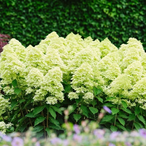Hortensja Bukietowa Hydrangea paniculata Magical Candle