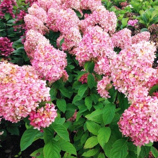 Hortensja Bukietowa Hydrangea paniculata Magical Candle