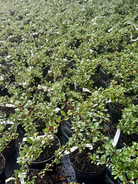 Irga Coral Beauty Cotoneaster × suecicus Coral Beauty