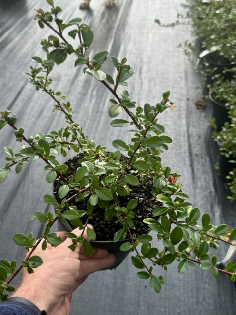Irga Coral Beauty Cotoneaster × suecicus Coral Beauty