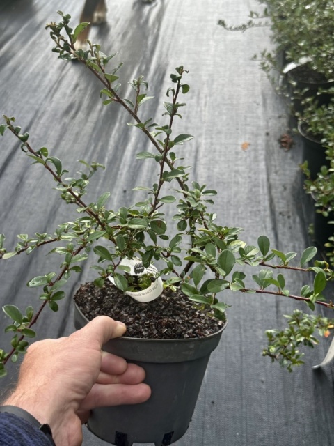 Irga Coral Beauty Cotoneaster × suecicus Coral Beauty