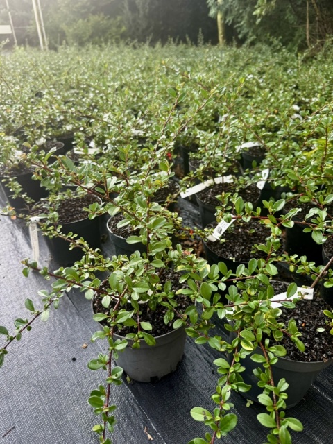 Irga Coral Beauty Cotoneaster × suecicus Coral Beauty