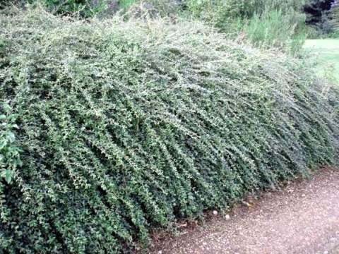 Irga Coral Beauty Cotoneaster × suecicus Coral Beauty